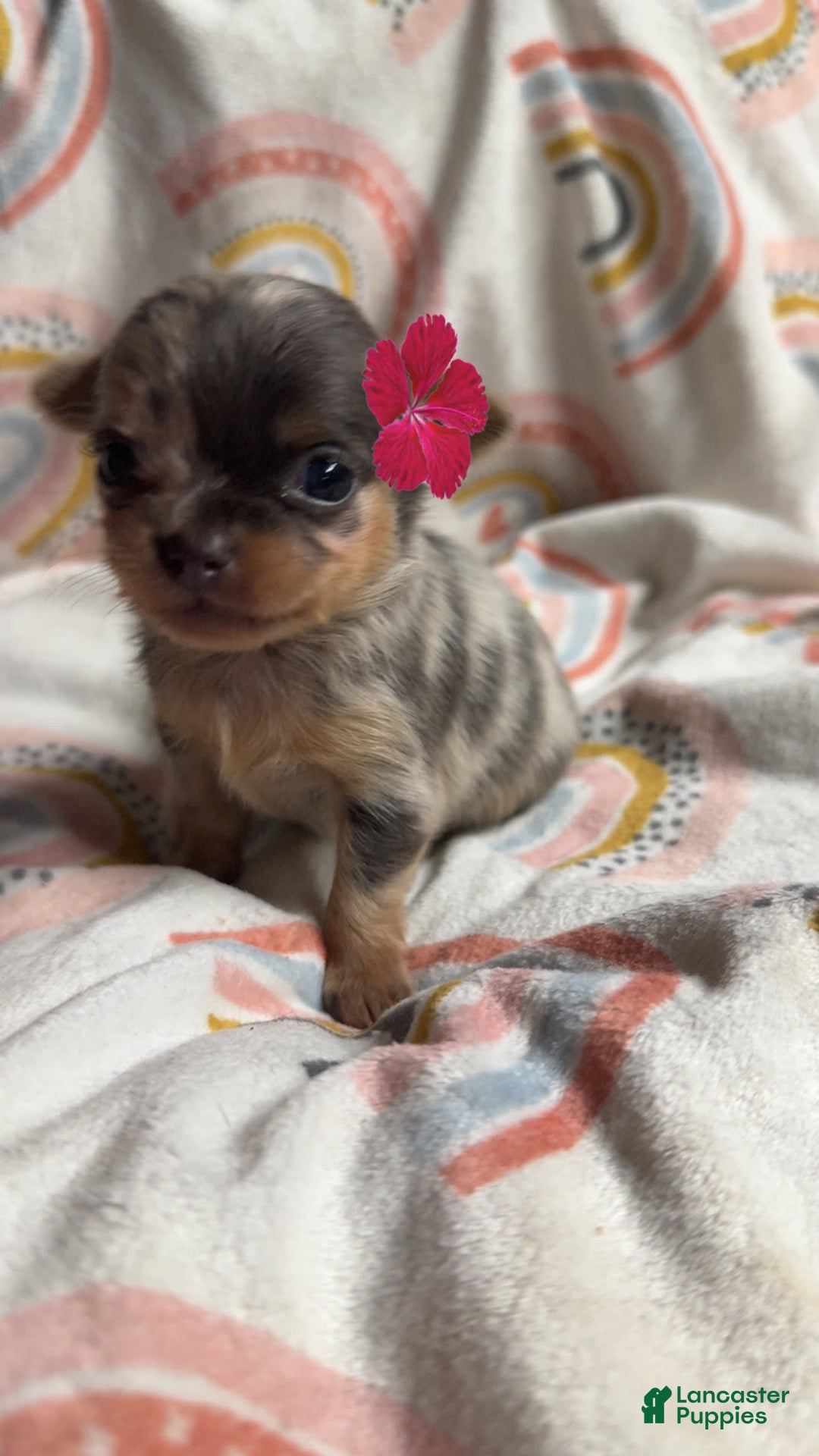 Chihuahua dogs for sale: London - Image 1