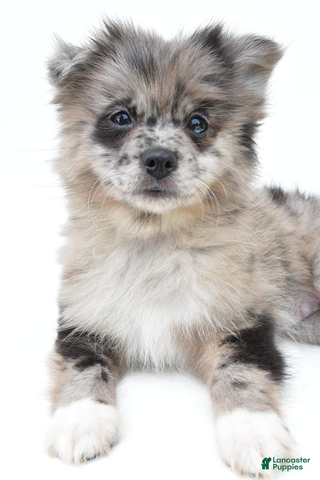 Pomeranian dogs for sale: Daisy - Image 6