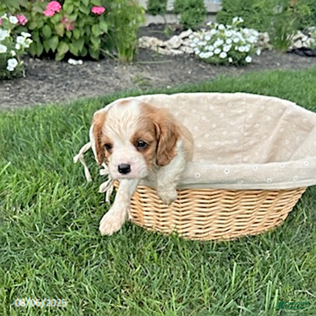 Cavalier King Charles Spaniel dogs for sale: Cavalier King Charles Spaniel 5 puppies - Image 1