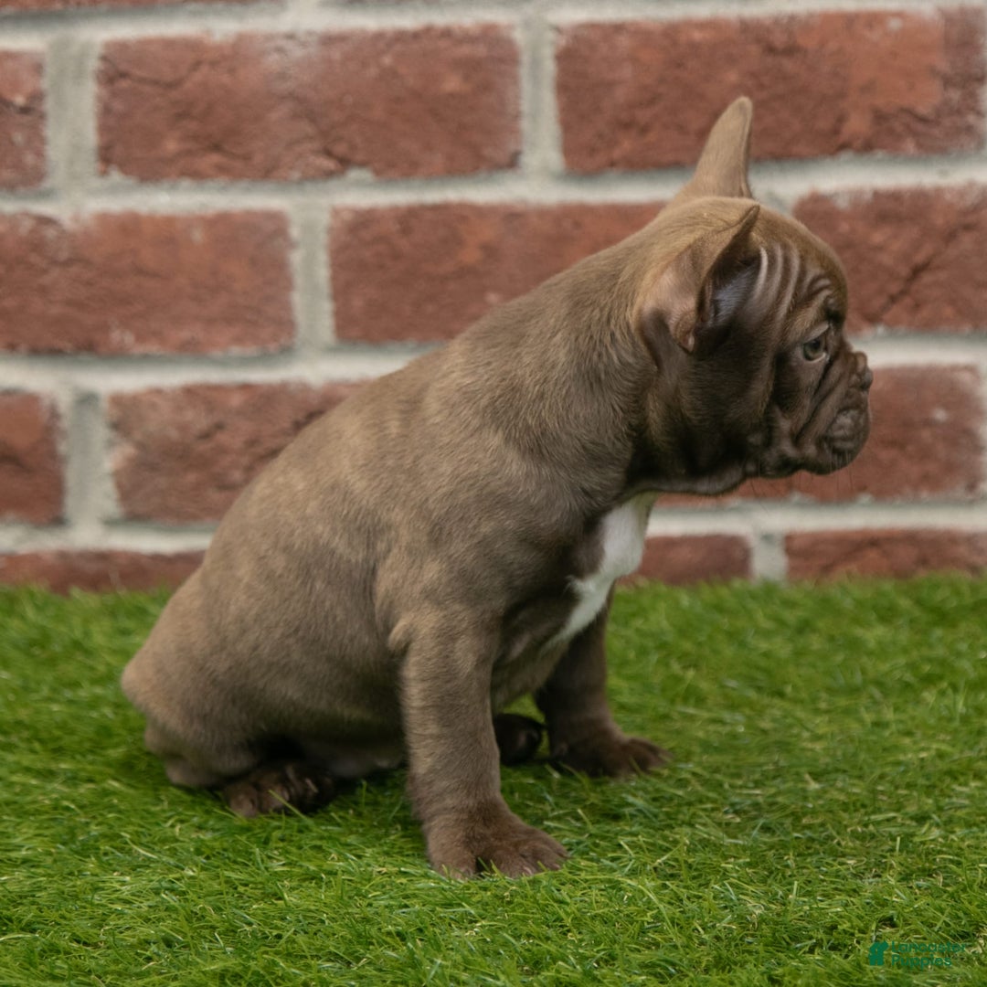 Frenchton dogs for sale: Bonnie - Image 6