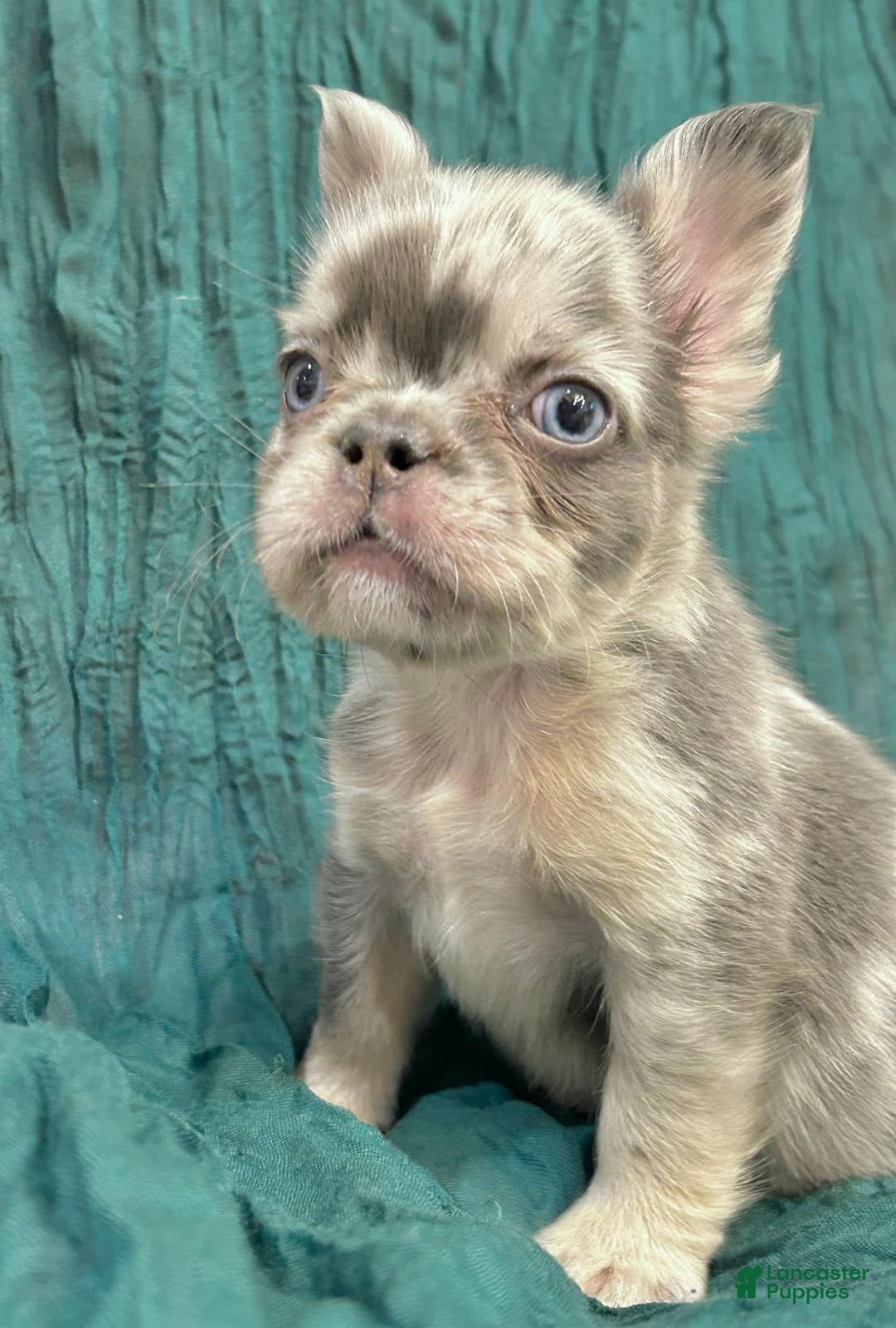 French Bulldog dogs for sale: Fluffy French Bulldog - Image 2