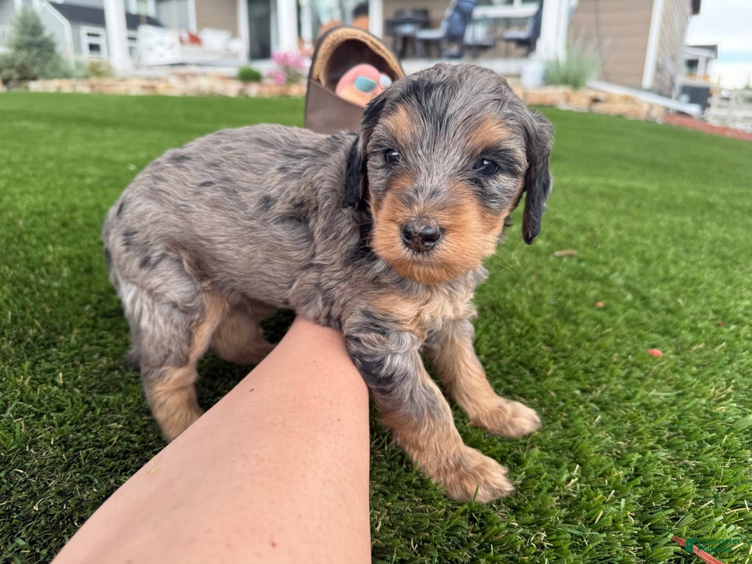 Bernedoodle dogs for sale: 3 - Image 5