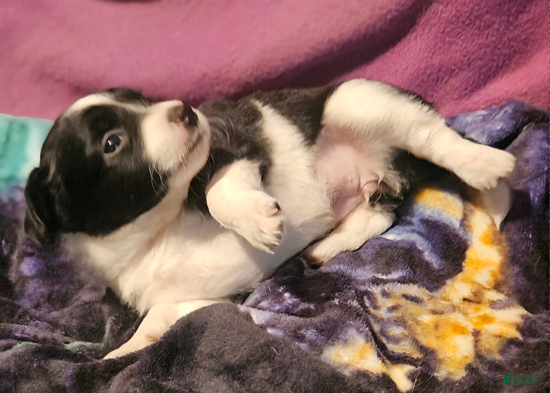 Chihuahua dogs for sale: Lori - Image 10