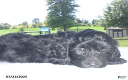 Yorkiepoo dogs for sale: Manny - Image 22