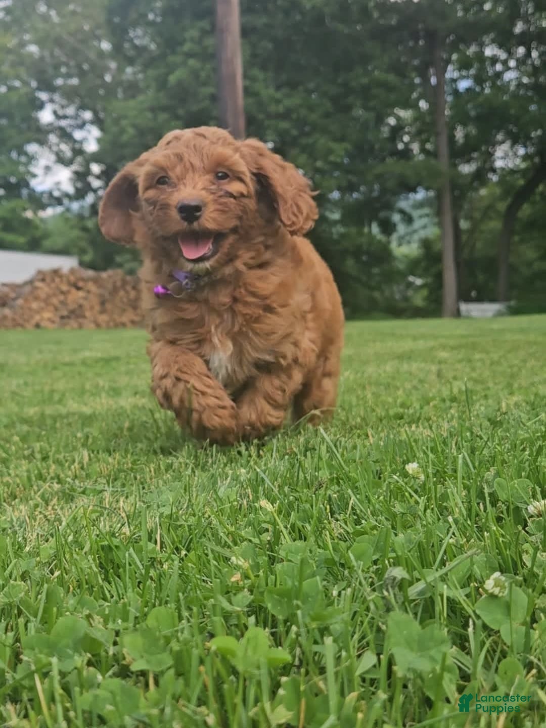 Miniature Poodle dogs for sale: Amber - Image 5