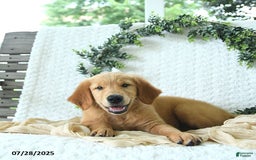 Golden Retriever dogs for sale: Anne - Image 2