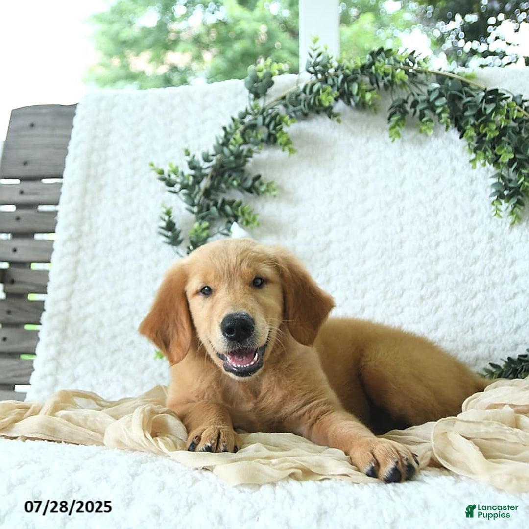Golden Retriever dogs for sale: Anne - Image 2