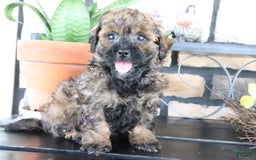 Shihpoo dogs for sale: Axel - Image 4