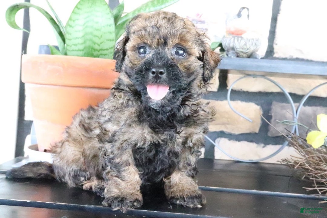 Shihpoo dogs for sale: Axel - Image 4