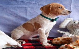 Beagle dogs for sale: Cookie - Image 7