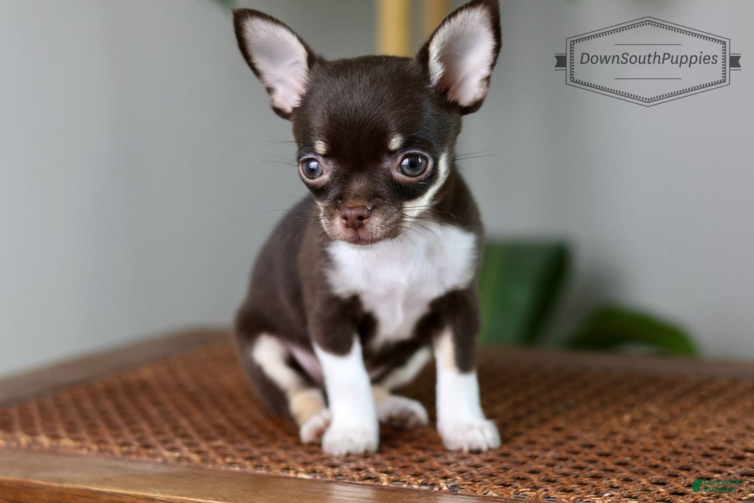 Chihuahua dogs for sale: Akc Tiny Celestia - Image 3