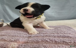 Border Collie dogs for sale: Dasiy - Image 6
