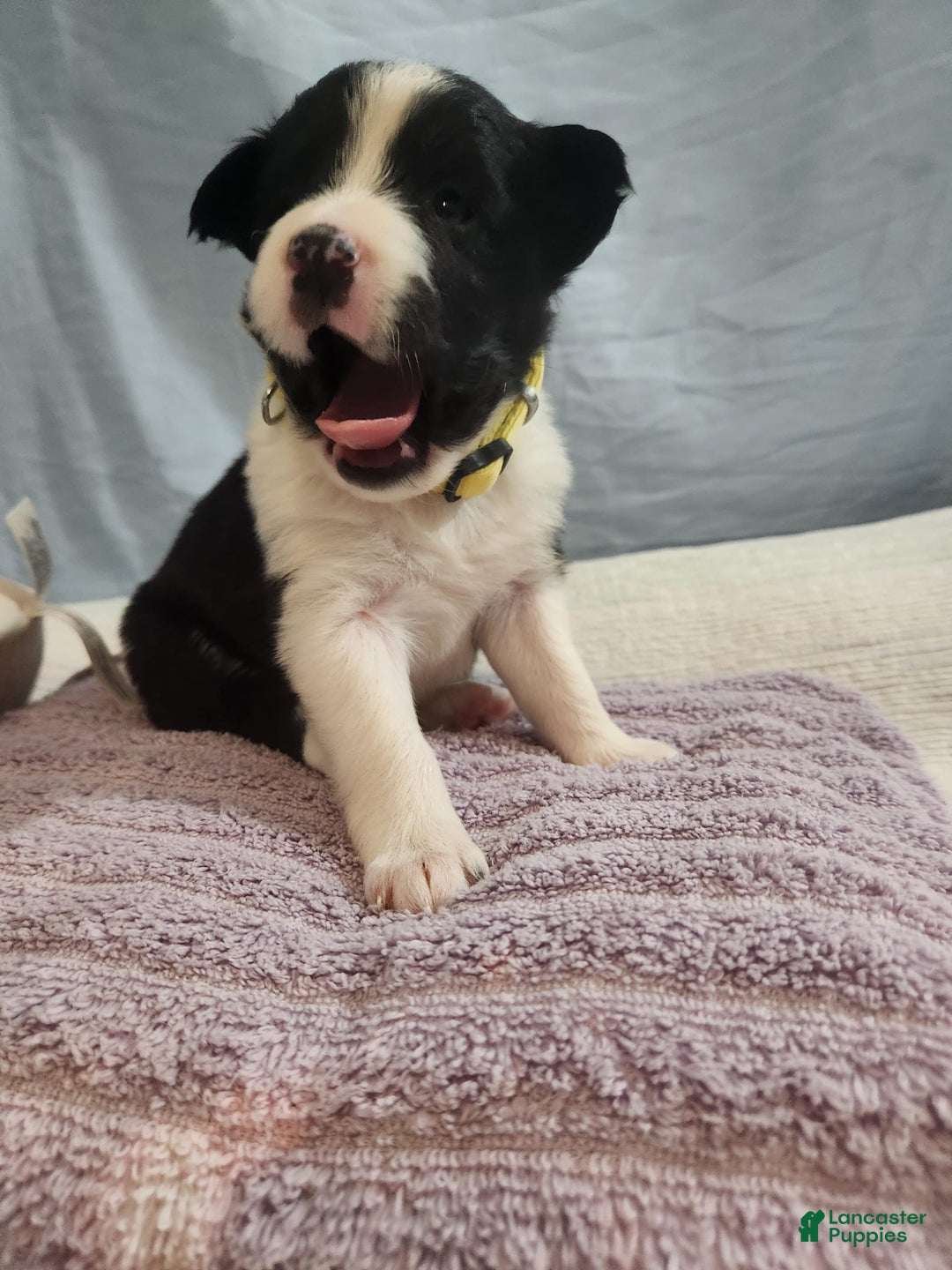 Border Collie dogs for sale: Dasiy - Image 6