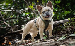 French Bulldog dogs for sale: Pretty Boy - Image 4