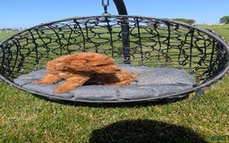 Toy Poodle dogs for sale: Quinten - Image 1