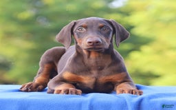 Doberman Pinscher dogs for sale: Rosie - Image 1