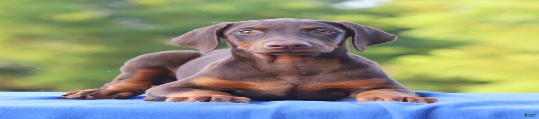 Rosie