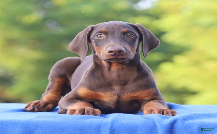 Doberman Pinscher dogs for sale - Ad 2