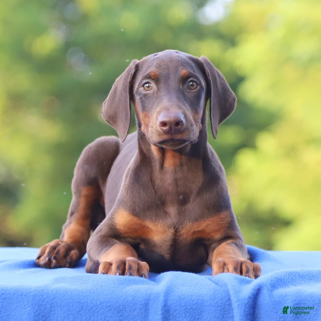 Doberman Pinscher dogs for sale: Rosie - Image 1
