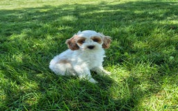 Cockapoo dogs for sale: Daisy - Image 2