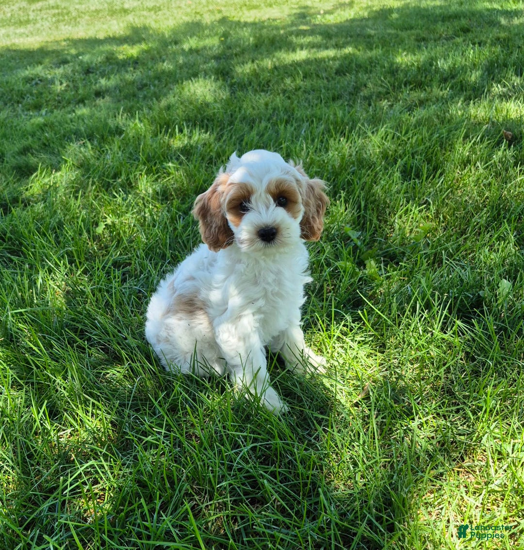 Cockapoo dogs for sale: Daisy - Image 2