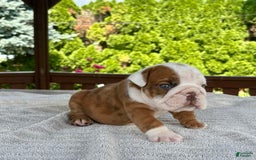 English Bulldog dogs for sale: Clyde - Image 4