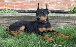Doberman Pinscher dogs for sale: Solara - Image 5