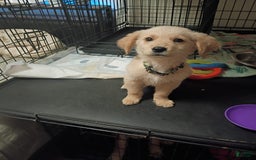 Golden Retriever dogs for sale: Ranger - Image 1