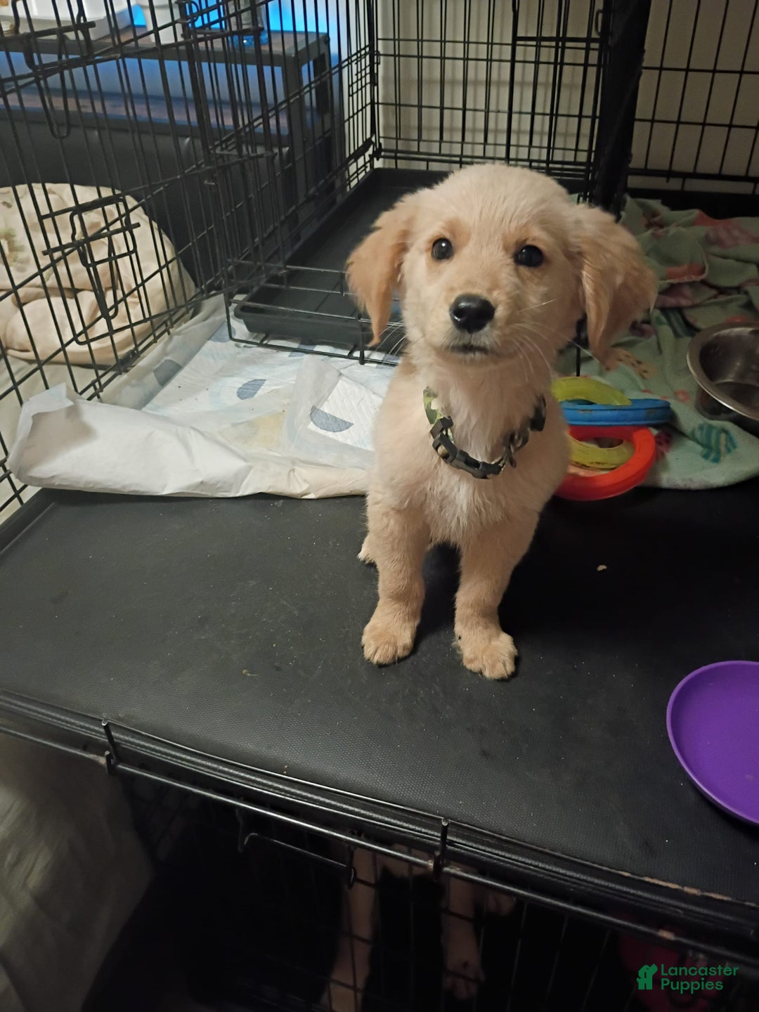 Golden Retriever dogs for sale: Ranger - Image 1