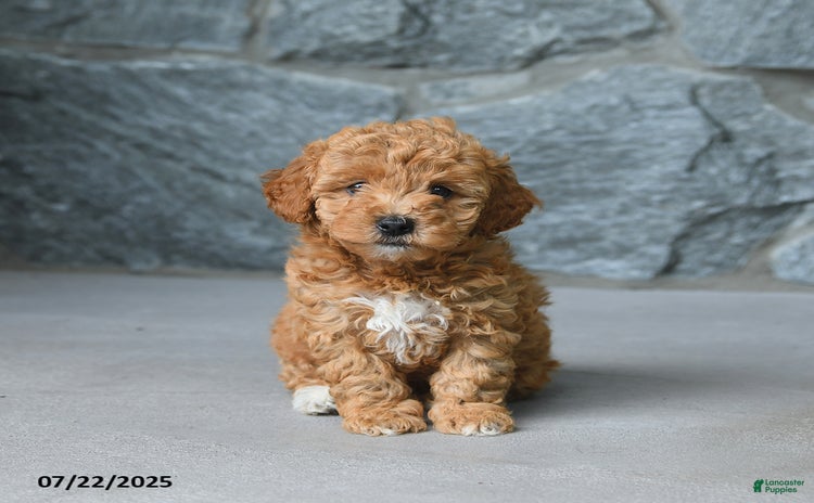 Miniature Poodle dogs for sale - Ad 1