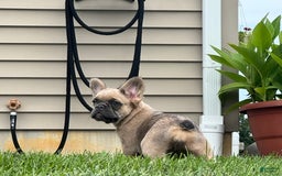 French Bulldog dogs for sale: Lilly - Image 3