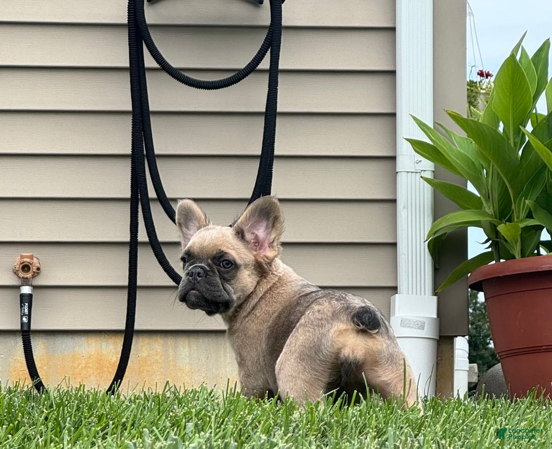 French Bulldog dogs for sale: Lilly - Image 3