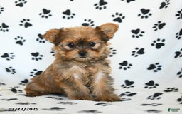 Shorkie dogs for sale: Kate - Image 8