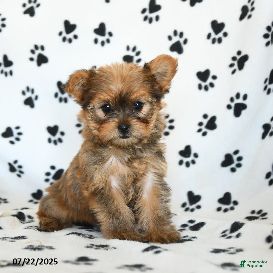 Shorkie dogs for sale: Kate - Image 8