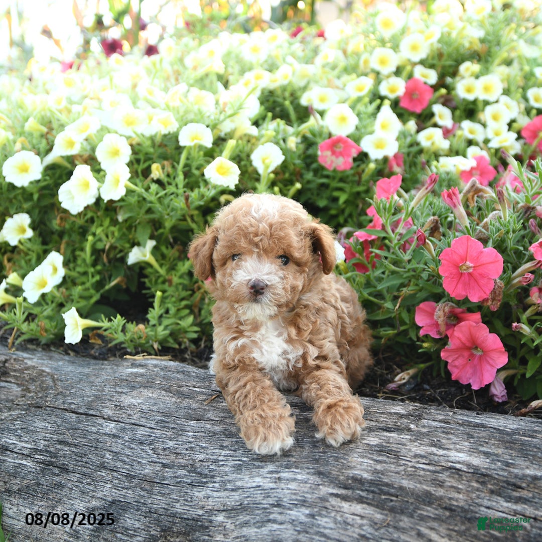 Havapoo dogs for sale: Havapoo 5 puppies - Image 8