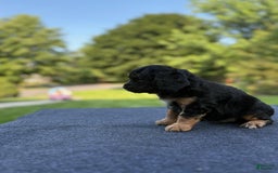 Cavalier King Charles Spaniel dogs for sale: Rocco - Image 2