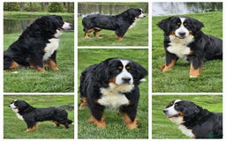Miniature Bernese Mountain Dog dogs for sale: Archie - Image 5