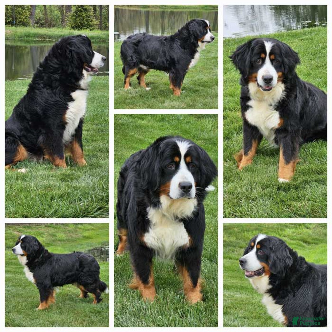 Miniature Bernese Mountain Dog dogs for sale: Archie - Image 5