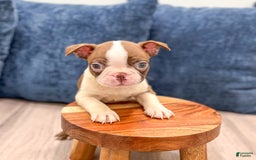 Boston Terrier dogs for sale: Archie - Image 6