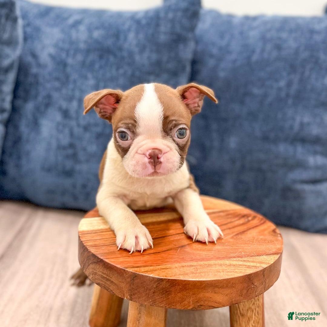 Boston Terrier dogs for sale: Archie - Image 6