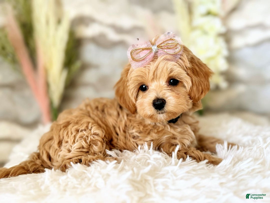 Maltipoo dogs for sale: Dark Pink Collar - Image 29