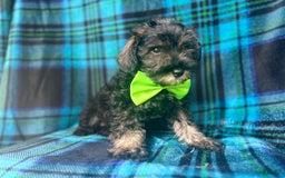Miniature Schnauzer dogs for sale: Vader - Image 2