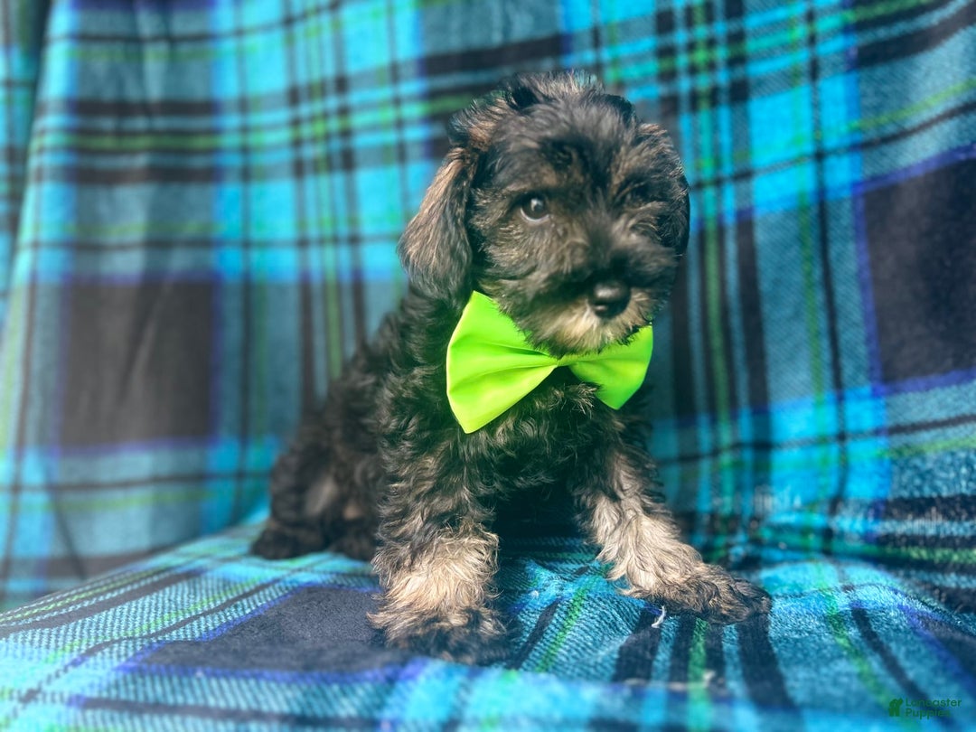 Miniature Schnauzer dogs for sale: Vader - Image 2