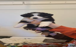 Australian Shepherd dogs for sale: Riley Fully Vaccinated - Image 8