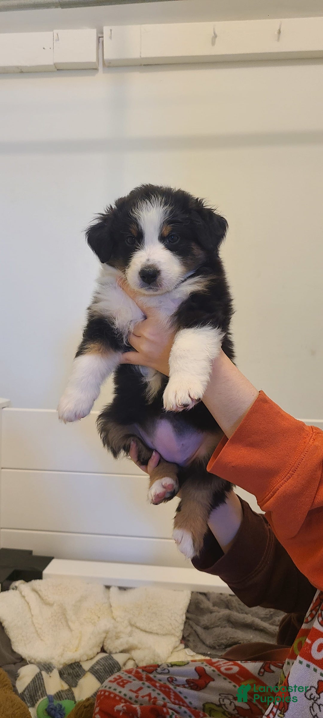 Australian Shepherd dogs for sale: Riley Fully Vaccinated - Image 8