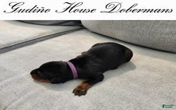 Doberman Pinscher dogs for sale: Purple Collar Female - Image 13