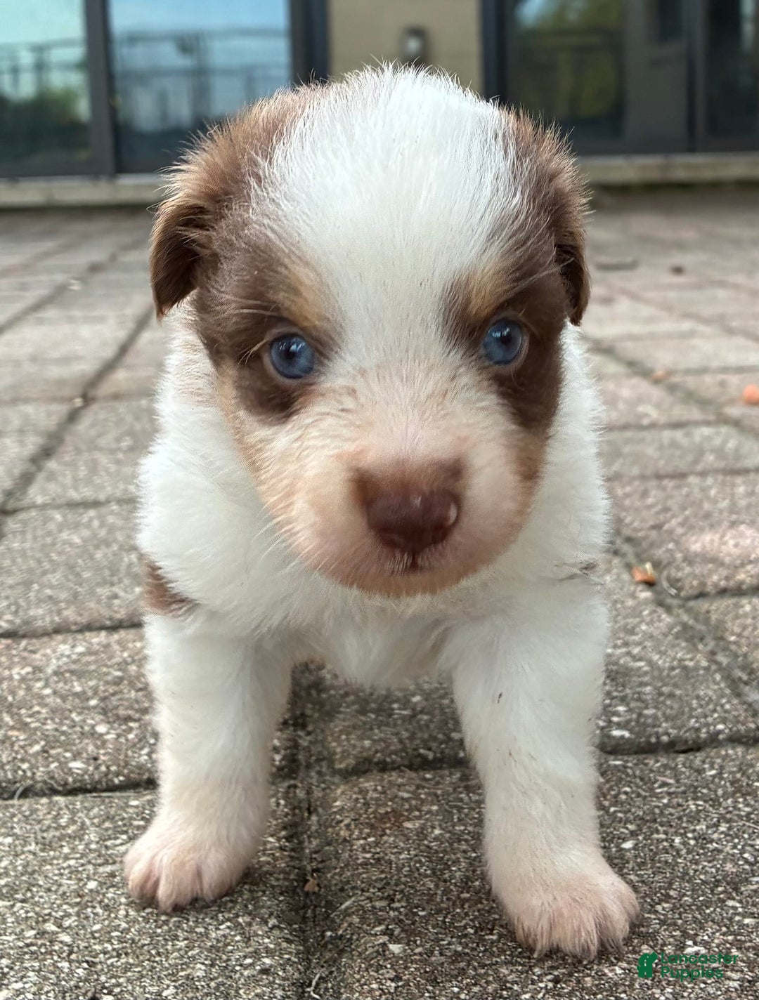  dogs for sale: Pebbles - Image 4