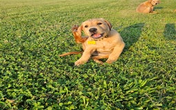 Labrador Retriever dogs for sale: Timmy - Image 4