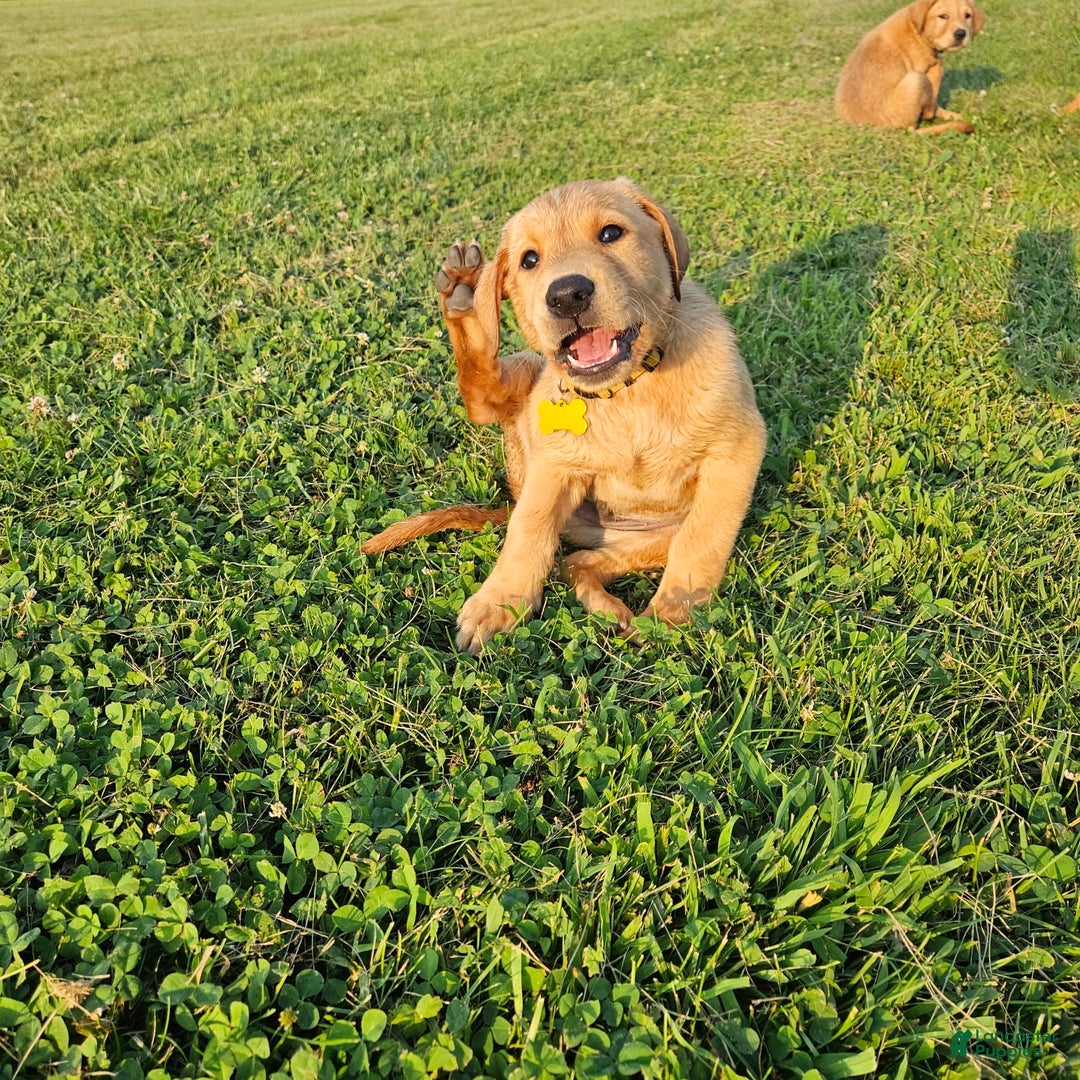Labrador Retriever dogs for sale: Timmy - Image 4