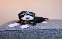 Mini Aussiedoodle dogs for sale: Skipper - Image 2